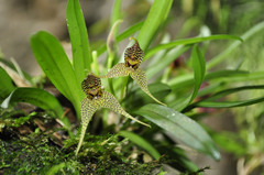Dryadella zebrina