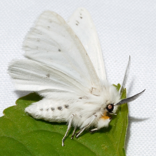 Agreeable Tiger Moth