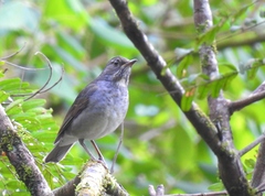 Turdus subalaris