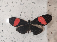 Heliconius erato adana