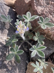 Lupinus huachucanus