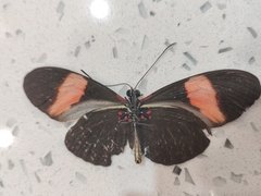 Heliconius erato adana