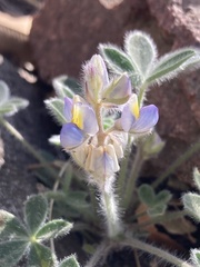 Lupinus huachucanus