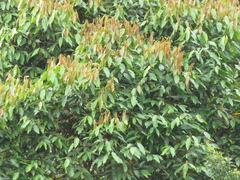 Nectandra acutifolia