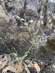 Cerastium texanum