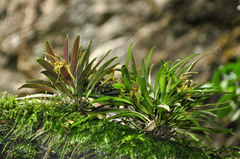 Dryadella zebrina