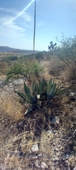 Agave durangensis