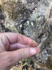 Cerastium texanum