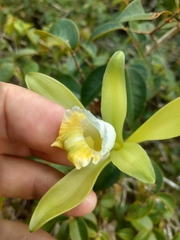 Vanilla bahiana