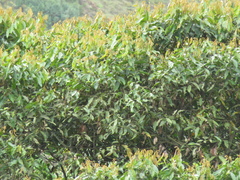 Nectandra acutifolia