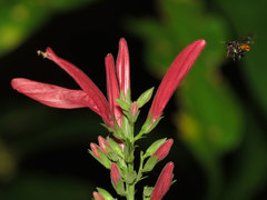 Justiciinae