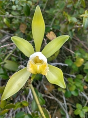 Vanilla bahiana