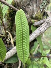 Serpocaulon levigatum