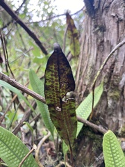 Serpocaulon levigatum