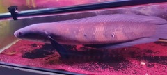 Channa marulioides