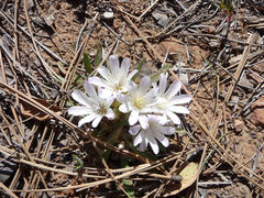 Lewisia brachycalyx