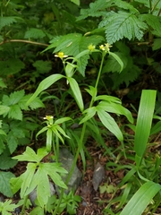 Ranunculus uncinatus