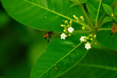 Red-tailed Stingless Bee