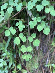 Thalictrum podocarpum