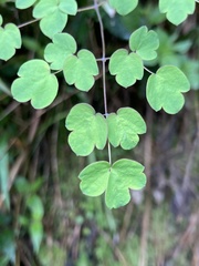 Thalictrum podocarpum