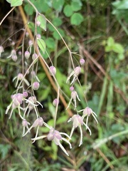 Thalictrum podocarpum