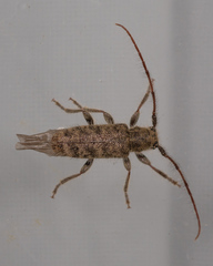 Eupogonius pauper