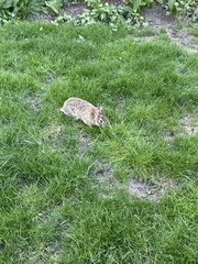 Sylvilagus floridanus