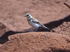 Cissomela pectoralis