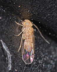 Ectopsocus californicus