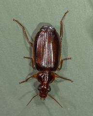 Plochionus timidus