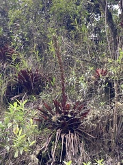 Tillandsia pastensis