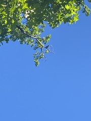 Ictinia mississippiensis