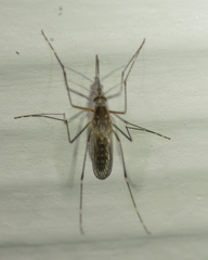 Culex tarsalis