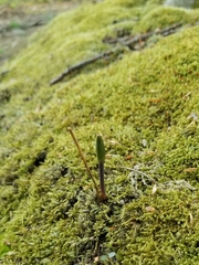 Isotria verticillata