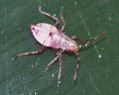 Deraeocoris flavilinea