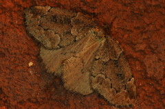 Spodolepis substriataria