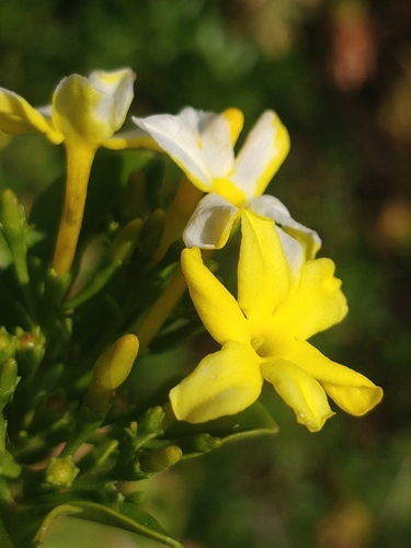 Jasminum odoratissimum