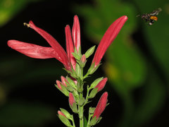 Justiciinae