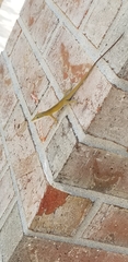 Anolis carolinensis
