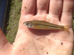 Brassy Minnow photo 5
