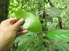 Ocotea valerioana