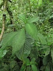 Notopleura macrophylla