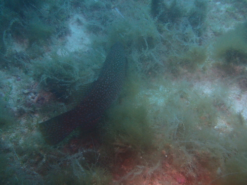 Labrus viridis
