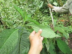 Notopleura macrophylla