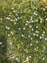 Arcytophyllum muticum