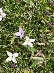 Arcytophyllum muticum