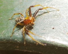 Xysticus lanio