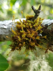 Ulota obtusiuscula