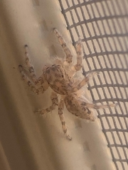 Plexippoides flavescens