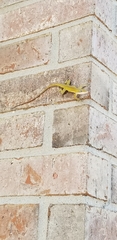 Anolis carolinensis